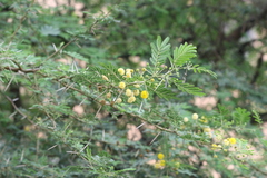 Acacia nilotica